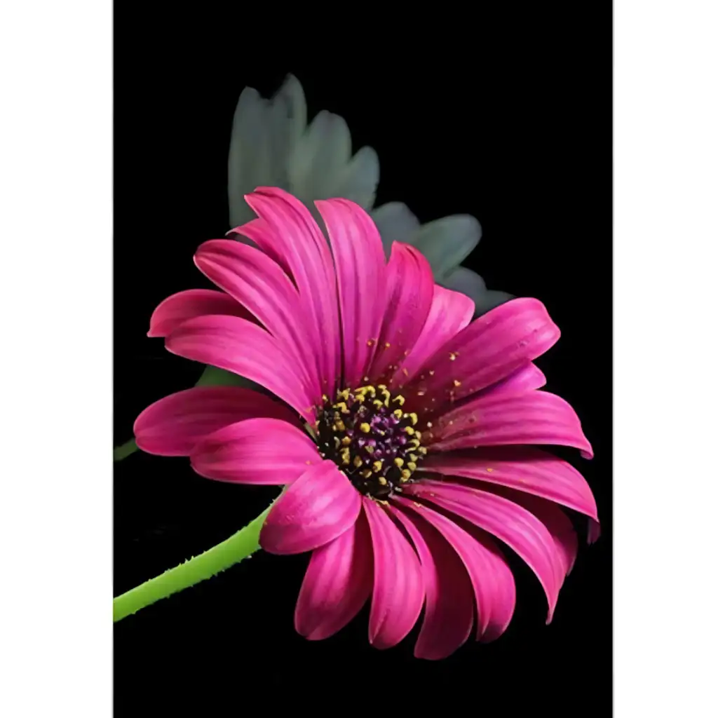 Gyémántszemes kirakó: Gerbera gyémántfestő szett 10x15cm kép 1
